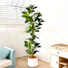 Rama Ficus Tropical Flor Blanca